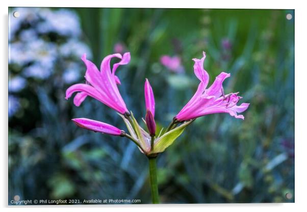 Nerines  Acrylic by Phil Longfoot