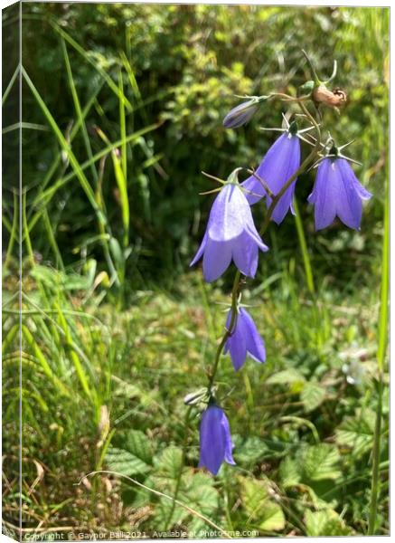Delicate Harebells at Kenfig Canvas Print by Gaynor Ball