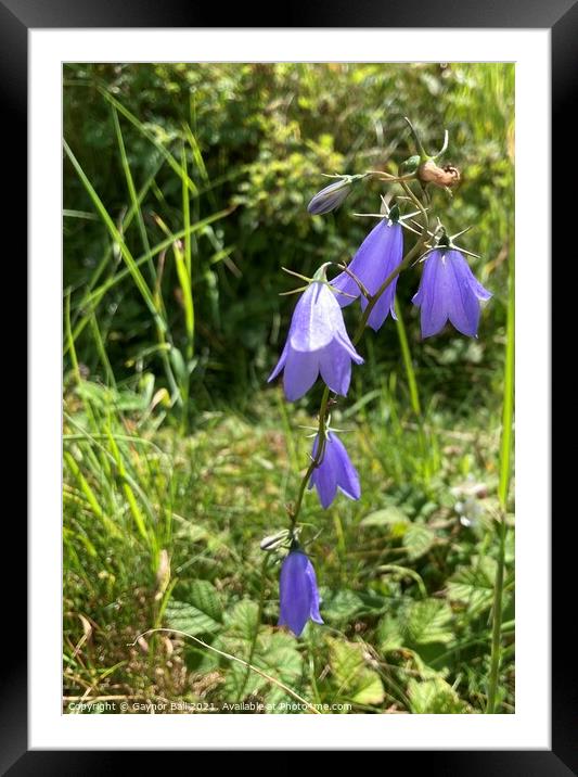 Delicate Harebells at Kenfig Framed Mounted Print by Gaynor Ball