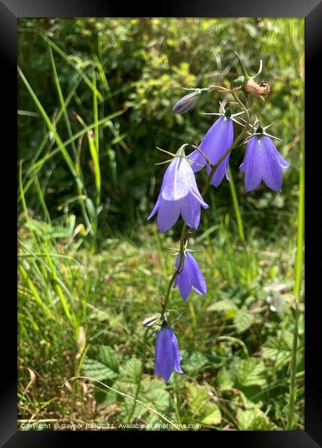 Delicate Harebells at Kenfig Framed Print by Gaynor Ball