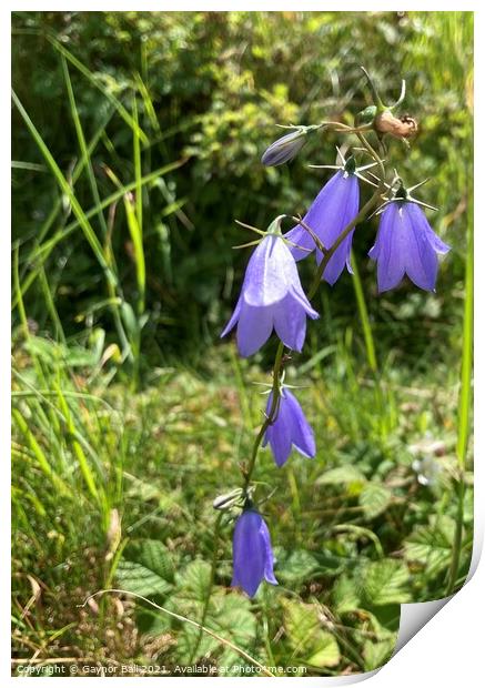 Delicate Harebells at Kenfig Print by Gaynor Ball