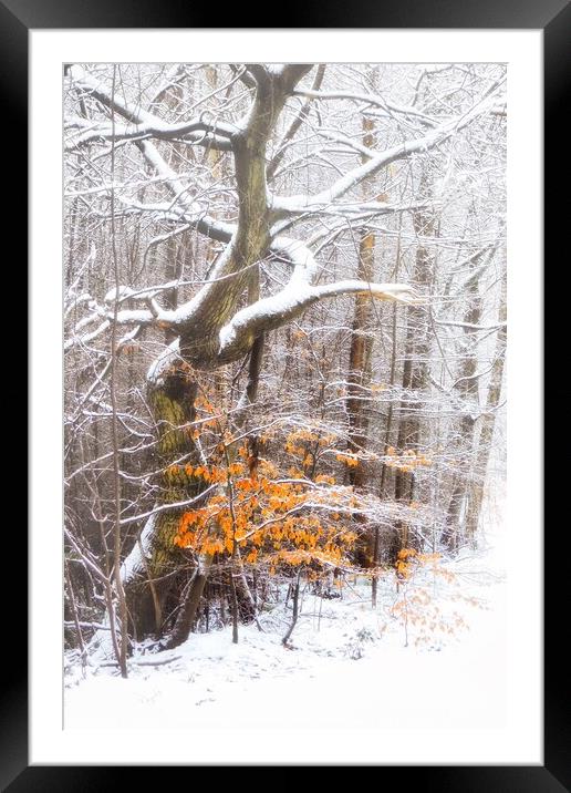 Winter Wonderland in Chopwell Woods Framed Mounted Print by EMMA DANCE PHOTOGRAPHY