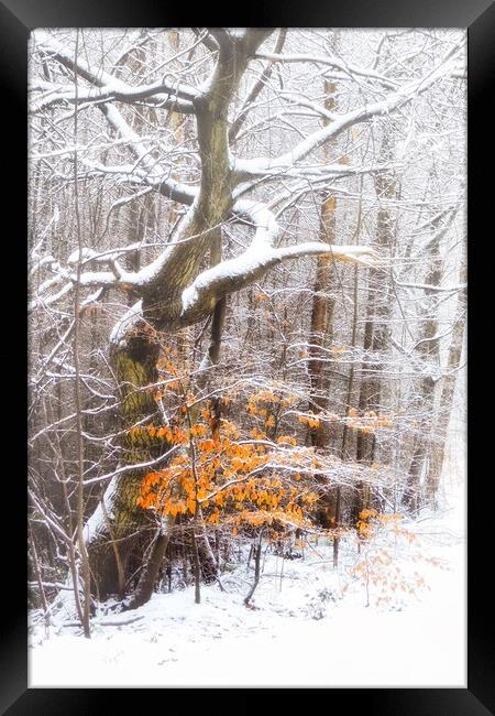 Winter Wonderland in Chopwell Woods Framed Print by EMMA DANCE PHOTOGRAPHY