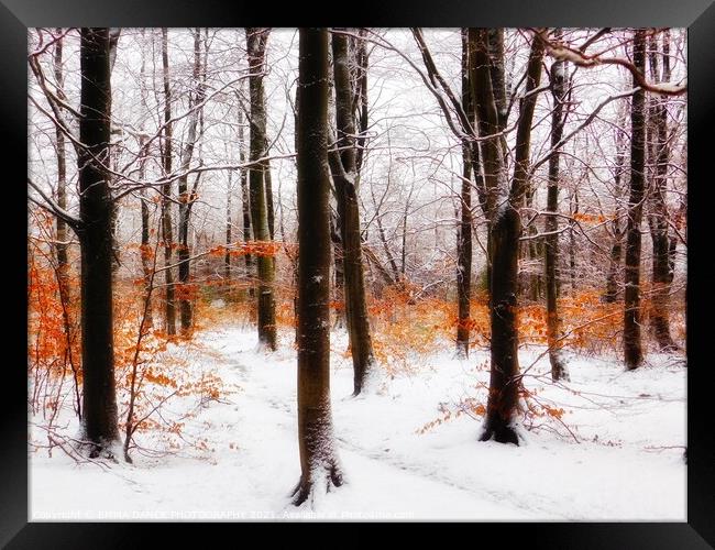 Winter Wonderland in Chopwell Woods Framed Print by EMMA DANCE PHOTOGRAPHY