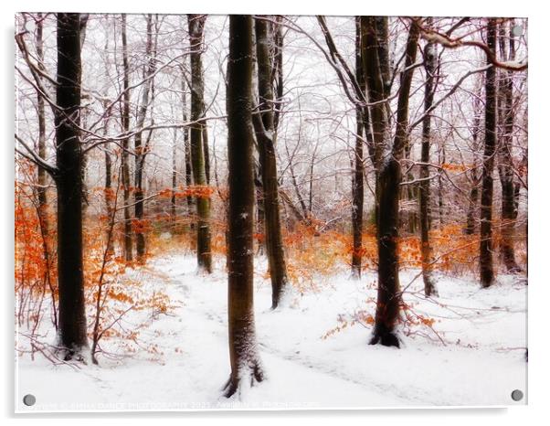 Winter Wonderland in Chopwell Woods Acrylic by EMMA DANCE PHOTOGRAPHY
