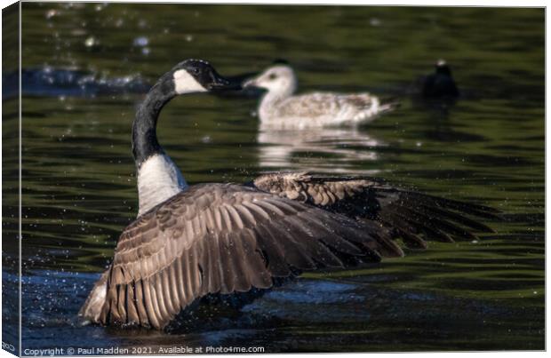 Goose landing Canvas Print by Paul Madden