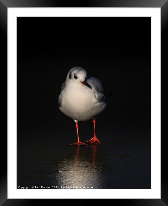 Gull in ice Framed Mounted Print by Paul Madden