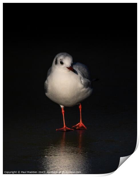 Gull in ice Print by Paul Madden