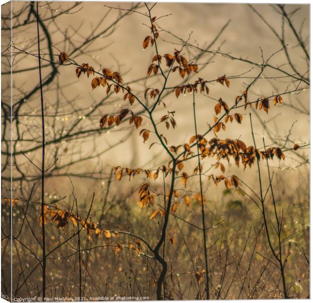 Last of the leaves Canvas Print by Paul Madden