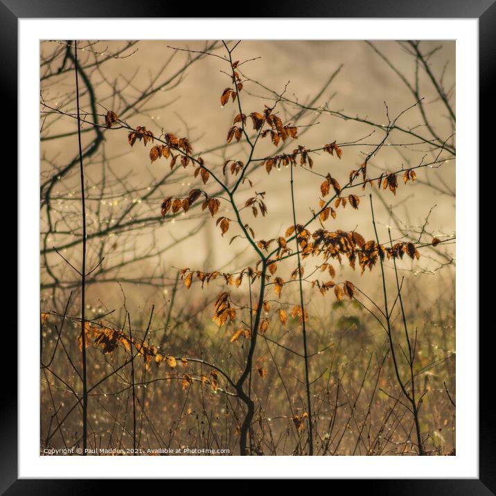 Last of the leaves Framed Mounted Print by Paul Madden