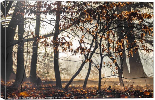 Misty woods Canvas Print by Paul Madden