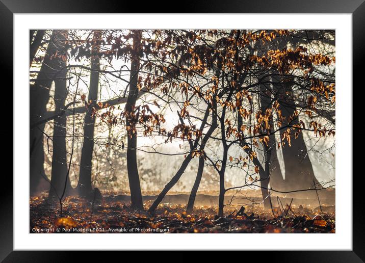 Misty woods Framed Mounted Print by Paul Madden