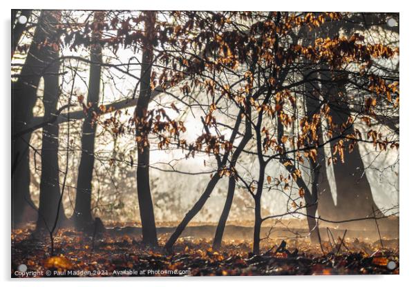 Misty woods Acrylic by Paul Madden