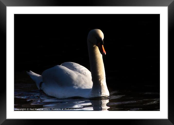 Swan on the lake Framed Mounted Print by Paul Madden