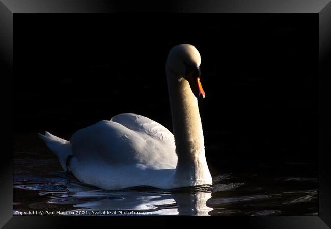 Swan on the lake Framed Print by Paul Madden