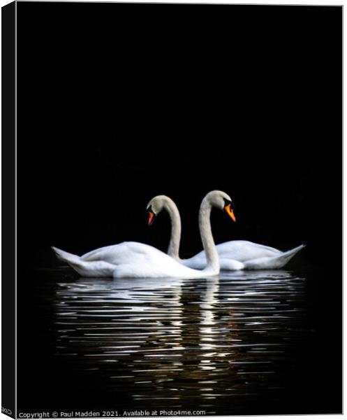 Swans on the lake Canvas Print by Paul Madden