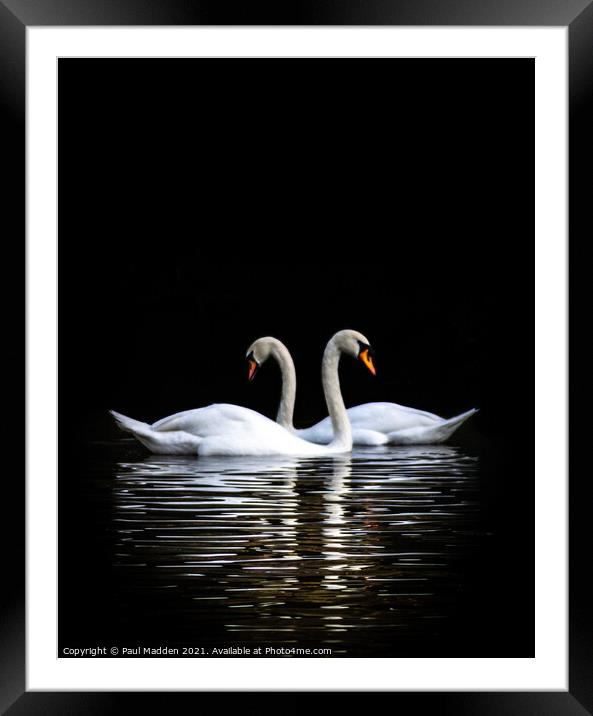Swans on the lake Framed Mounted Print by Paul Madden