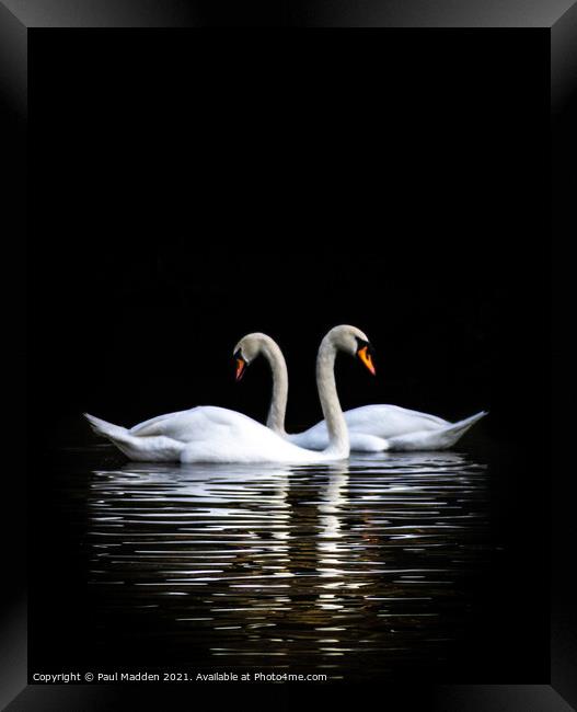 Swans on the lake Framed Print by Paul Madden