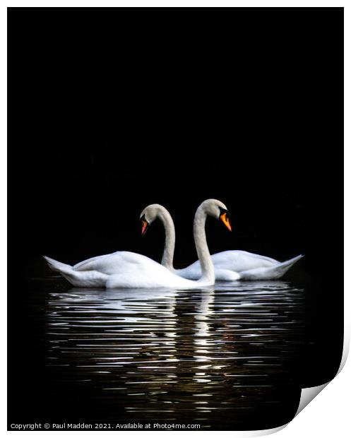 Swans on the lake Print by Paul Madden