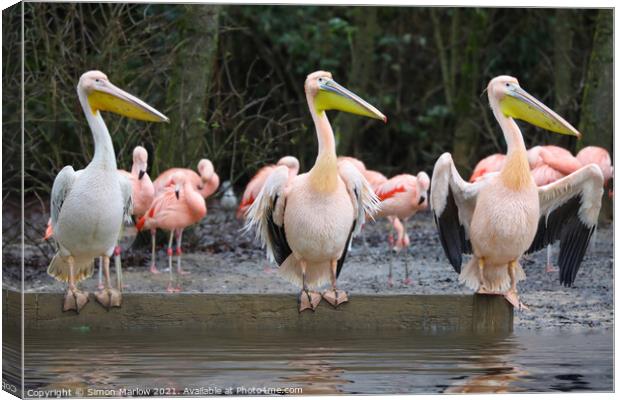 Curious Pelicans Stand Out Canvas Print by Simon Marlow