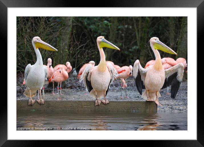 Curious Pelicans Stand Out Framed Mounted Print by Simon Marlow