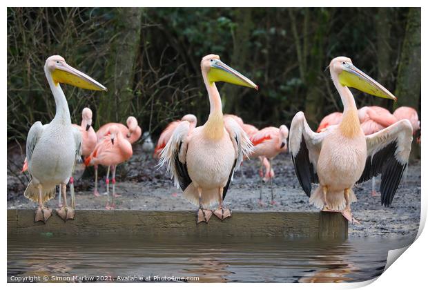 Curious Pelicans Stand Out Print by Simon Marlow