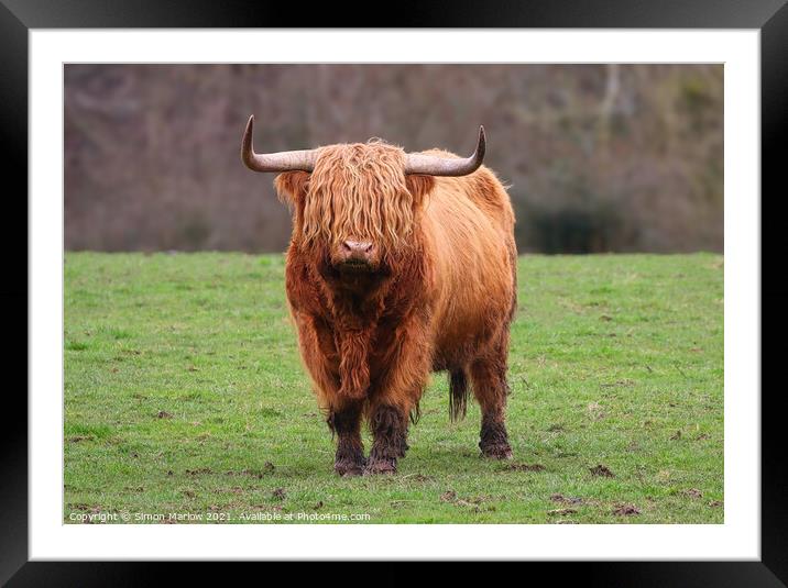Highland Cow Framed Mounted Print by Simon Marlow