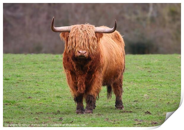 Highland Cow Print by Simon Marlow