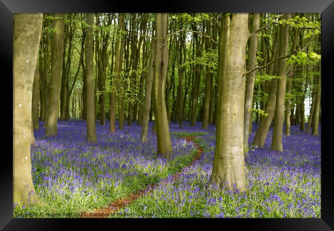 Pathway Through the Bluebells Framed Print by Reidy's Photos