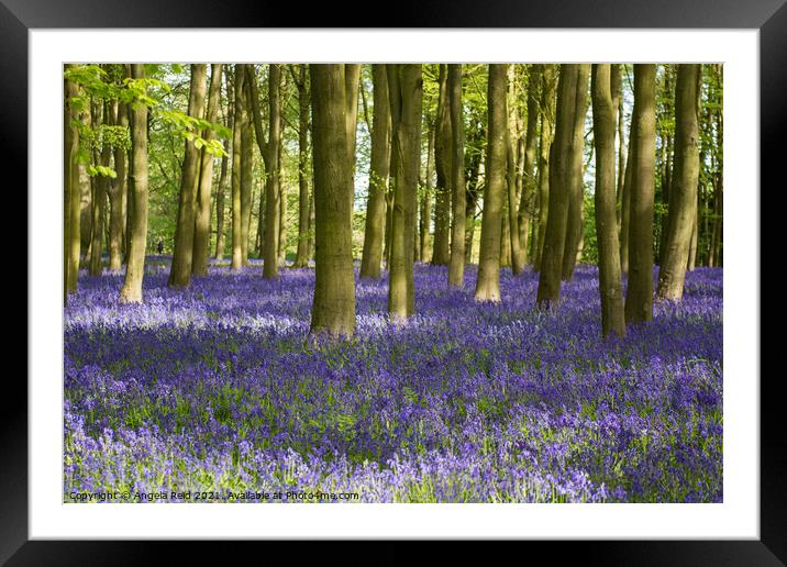 Beautiful Bluebells Framed Mounted Print by Reidy's Photos