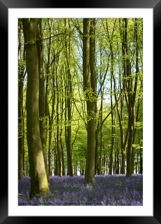 Woodland Bluebells Framed Mounted Print by Reidy's Photos