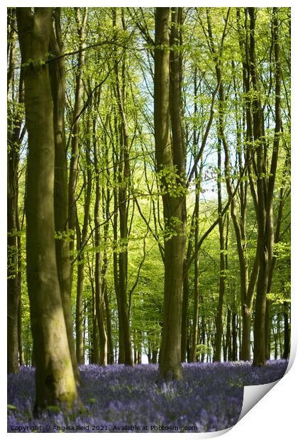 Woodland Bluebells Print by Reidy's Photos