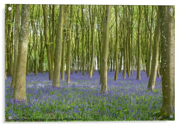 British Bluebell Carpet Acrylic by Reidy's Photos
