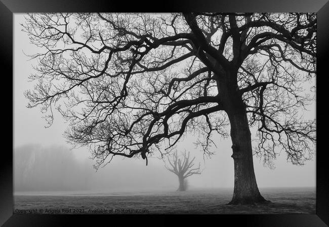 Misty Trees Framed Print by Reidy's Photos