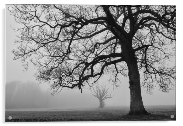 Misty Trees Acrylic by Reidy's Photos