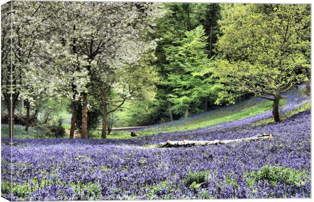 Enchanting Bluebell Woodland Canvas Print by RJ Bowler