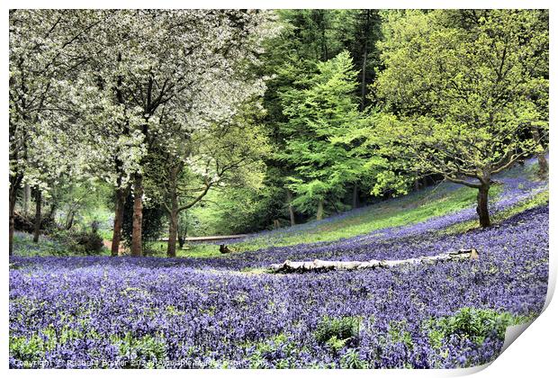 Enchanting Bluebell Woodland Print by RJ Bowler