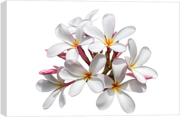 Frangipani flower on white background Canvas Print by Kevin Hellon