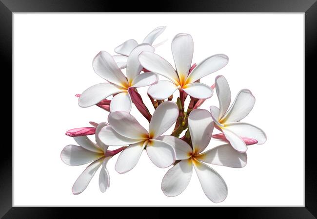 Frangipani flower on white background Framed Print by Kevin Hellon