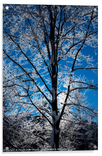 branches of snow-covered trees Acrylic by Sergio Delle Vedove