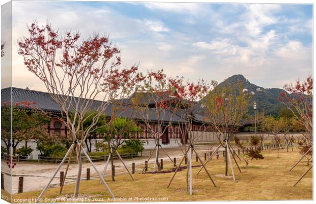 Trees in autumn colours in the grounds of Gyeongbokgung Palace Canvas Print by SnapT Photography