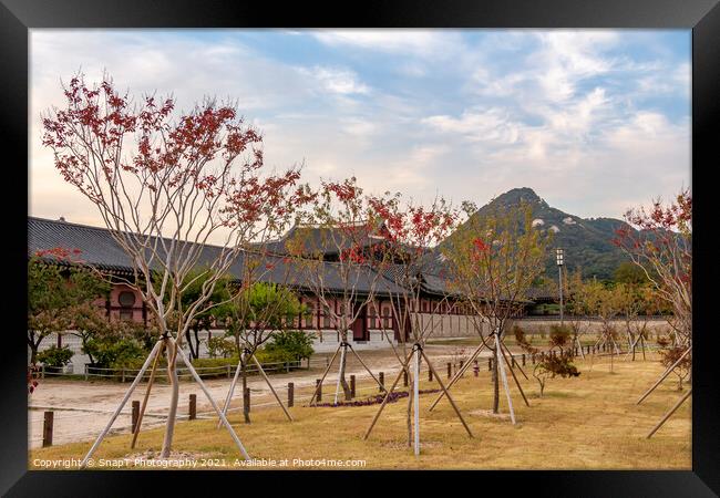 Trees in autumn colours in the grounds of Gyeongbokgung Palace Framed Print by SnapT Photography