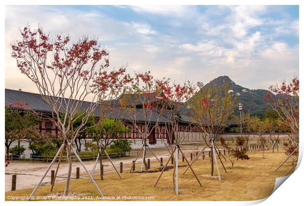 Trees in autumn colours in the grounds of Gyeongbokgung Palace Print by SnapT Photography