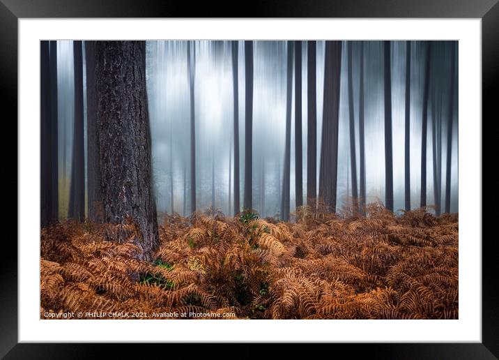 Woodland abstract in Wheldrake woods near York. 29 Framed Mounted Print by PHILIP CHALK