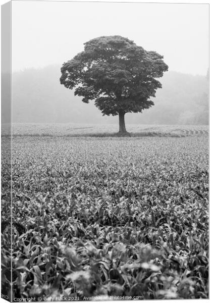 Lone tree standing in a field of crops Canvas Print by That Foto