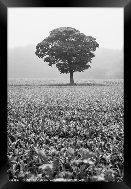 Lone tree standing in a field of crops Framed Print by That Foto