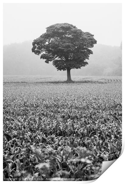 Lone tree standing in a field of crops Print by That Foto