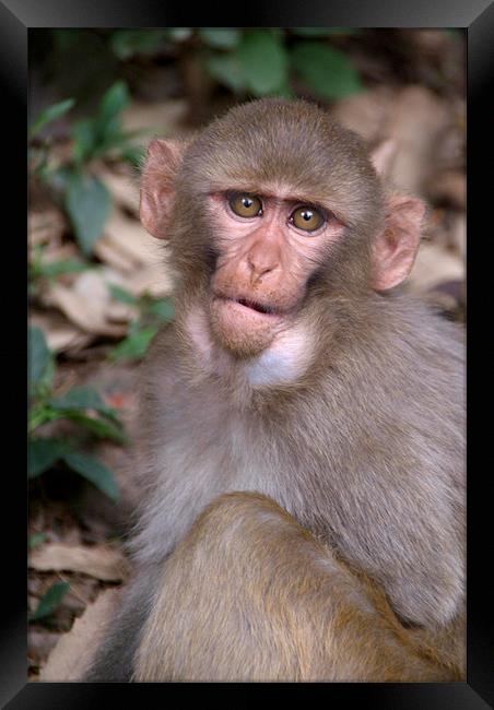 Young Rhesus Macaque with Food in Cheeks Framed Print by Serena Bowles