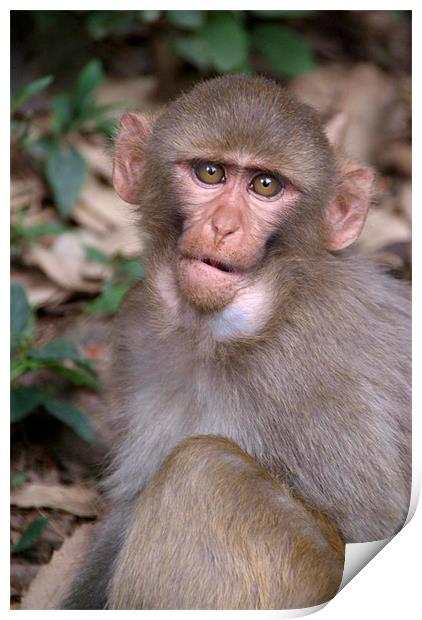Young Rhesus Macaque with Food in Cheeks Print by Serena Bowles