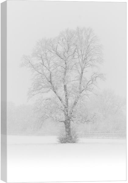Snow Flurry Lone Tree Canvas Print by That Foto